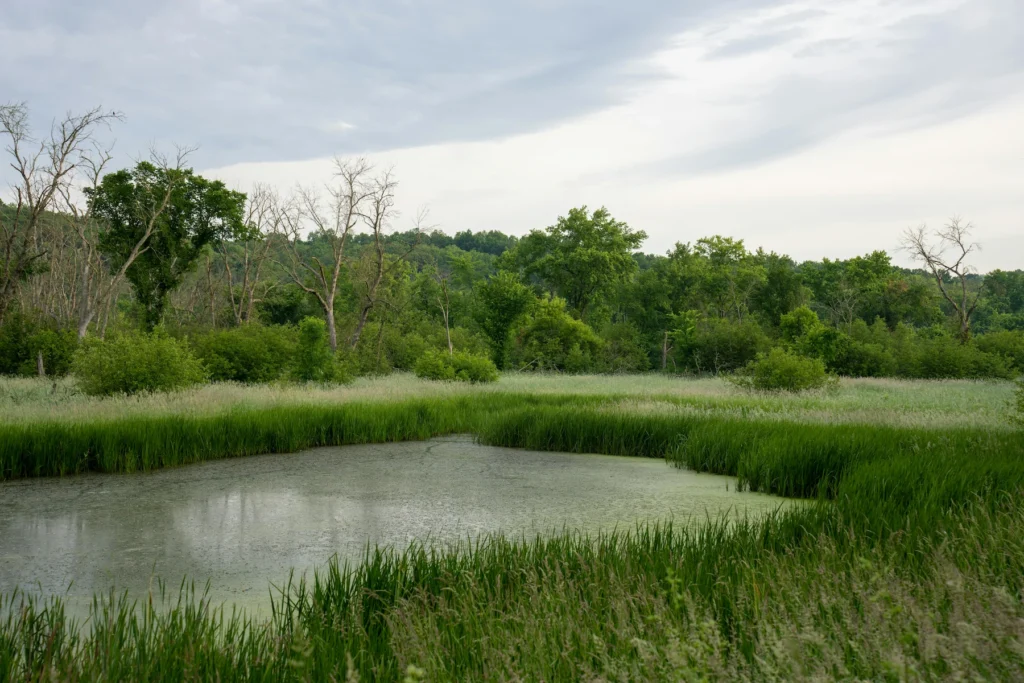 Southeastern U.S. regional landscape